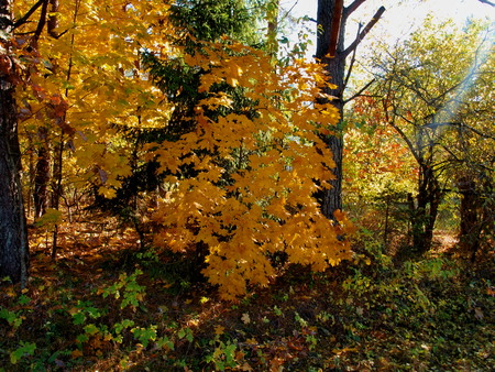 Sunlight in the autumn forest, illuminates the leavesの写真素材