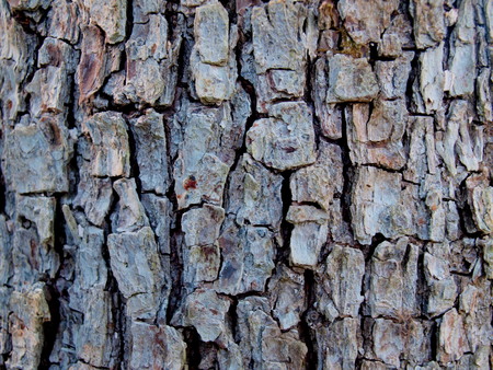 The texture of the old pear barkの写真素材