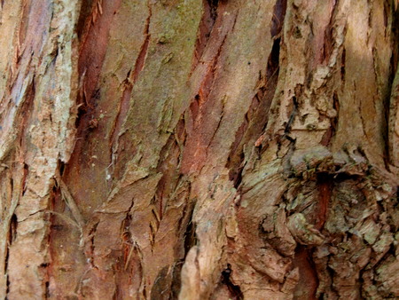 Texture of old bark of thuja treeの写真素材