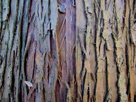 Texture of old bark of thuja treeの写真素材