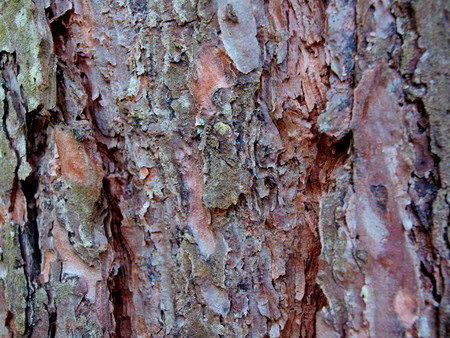 The texture of the old pine barkの写真素材