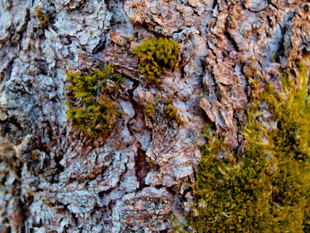 Texture of old pear bark with green mossの写真素材