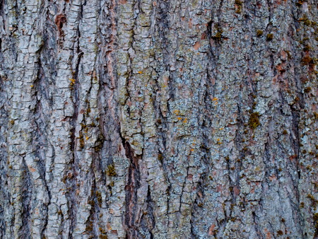 Texture of bark of old lime treeの写真素材