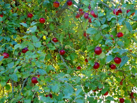 Apple tree with red apples in the gardenの写真素材