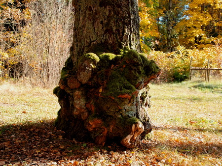 growths on the trunk of a very old birchの写真素材