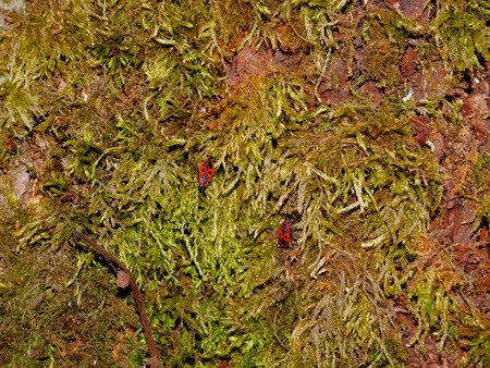 Tree bark covered with green moss and bugの写真素材