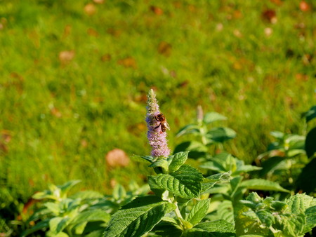 Bee on a green mint flower in the gardenの写真素材