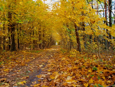 Forest road strewn with fallen yellow leavesの写真素材