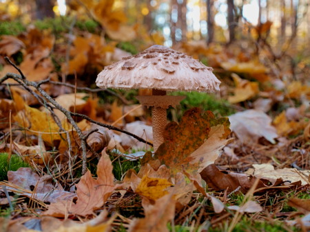 Mushroom in autumn forest among fallen leavesの写真素材