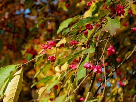 Beautiful pink berries on the autumn treeの写真素材