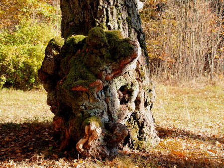 growths on the trunk of a very old birchの写真素材