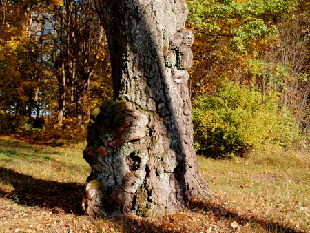growths on the trunk of a very old birchの写真素材