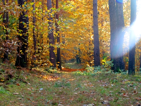 A ray of sunlight penetrating through the trees in the forestの写真素材