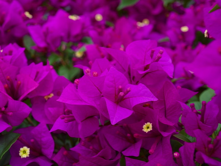 Fragment of a flowering Bush in Singaporeの写真素材