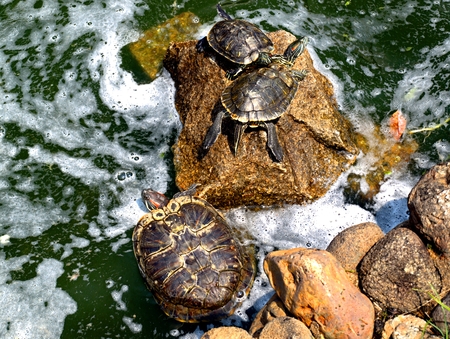 water pool in the Park with turtlesの写真素材