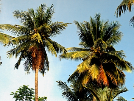 Singapore Park with trees and exotic flowersの写真素材