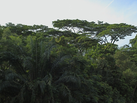 Singapore Park with trees and exotic flowersの写真素材