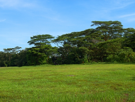 Singapore Park with trees and exotic flowersの写真素材
