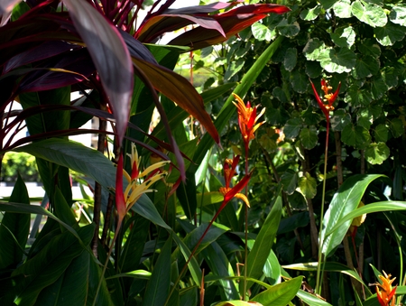 Fragment of a flowering Bush in Singaporeの写真素材