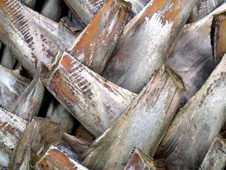 The texture of the trunk of palm treeの写真素材