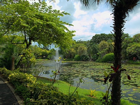 Singapore Park with trees and exotic flowersの写真素材