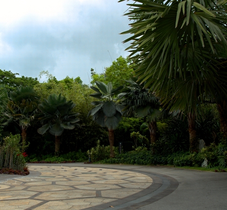 Singapore Park with trees and exotic flowersの写真素材