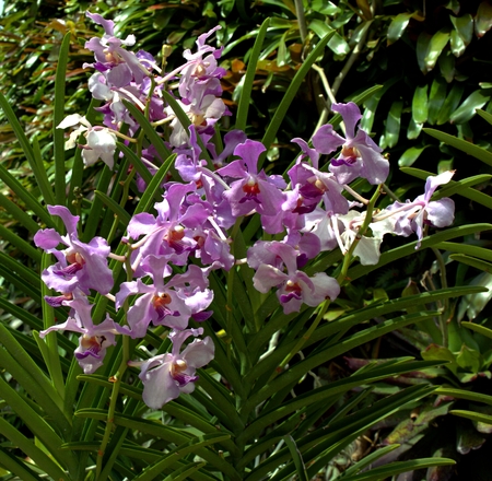 Fragment of a flowering Bush in Singaporeの写真素材