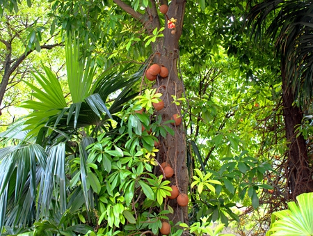 exotic tree with fruits and flower in the Parkの写真素材