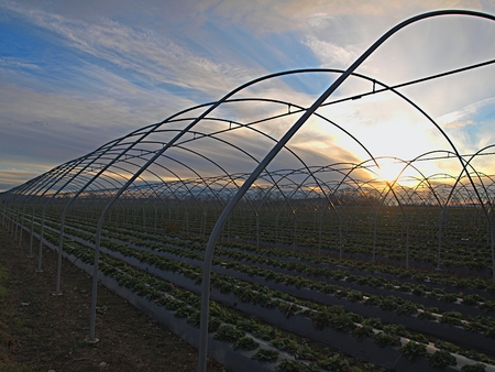 Greenhouse frame in the rays of the setting sunの写真素材