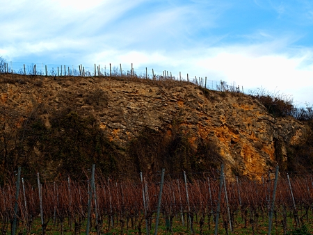 Vineyards near the low hill on a sunny dayの写真素材