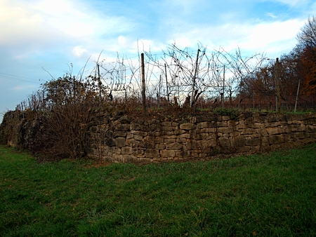The vineyard is enclosed with an old stone layingの写真素材