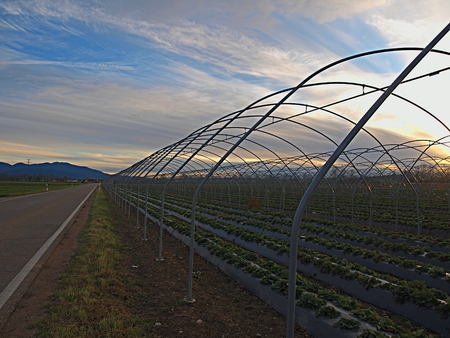Greenhouse frame in the rays of the setting sunの写真素材