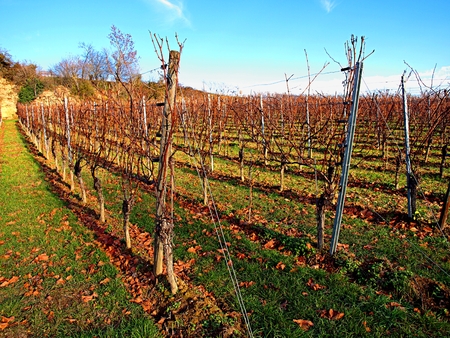 Autumn vineyard with fallen leaves in the sunny dayの写真素材