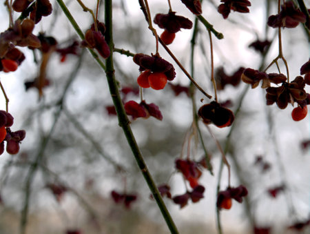 Red berries on a branch . Euonymus europaeus with snow.の写真素材