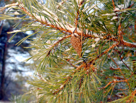 Pine branch with cones covered with snowの写真素材
