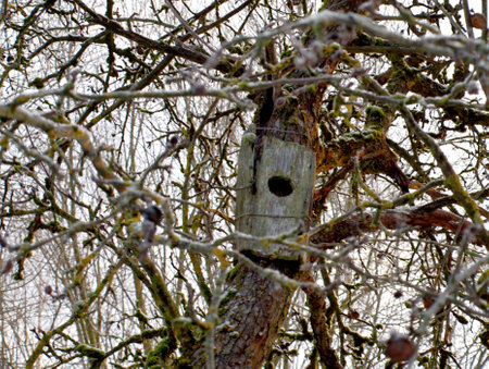 Old bird house hanging on a treeの写真素材