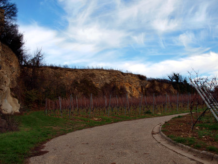 Beautiful vineyards of the wine valley, in the mountains.の写真素材