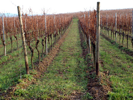 Beautiful vineyards of the wine valley, in the mountains.の写真素材