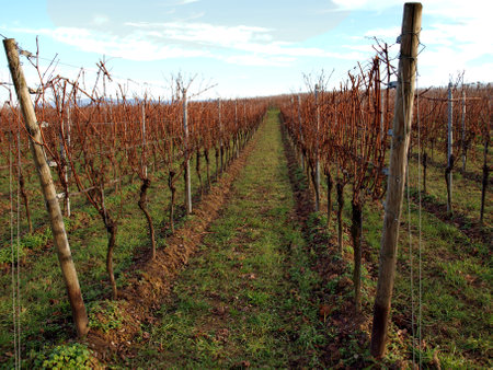 Beautiful vineyards of the wine valley, in the mountains.の写真素材