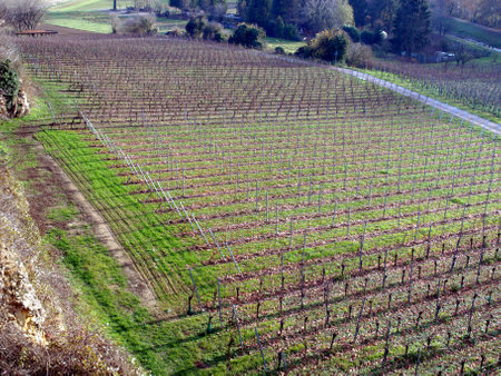 Beautiful vineyards of the wine valley, in the mountains.の写真素材