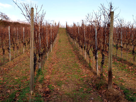 Beautiful vineyards of the wine valley, in the mountains.の写真素材