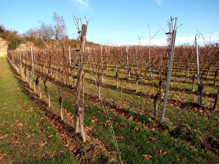 Beautiful vineyards of the wine valley, in the mountains.の写真素材