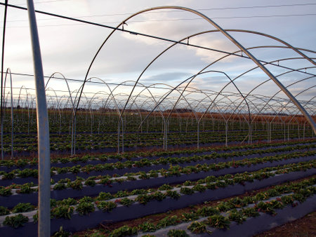 Greenhouse exterior under a sky with nice cloudsの写真素材