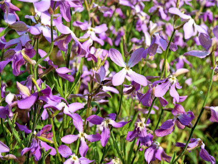 Flowers with an evening fragrance are fragrant with violet, a popular ornamental garden plant.の写真素材