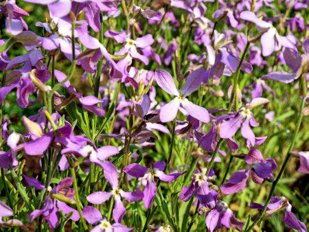 Flowers with an evening fragrance are fragrant with violet, a popular ornamental garden plant.の写真素材