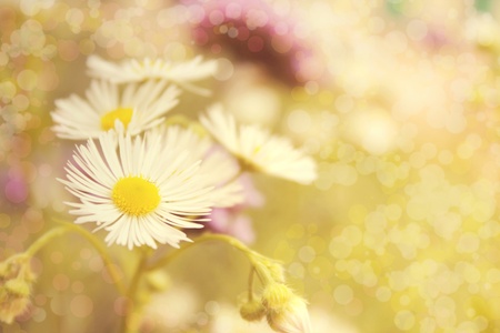 Flowersの写真素材