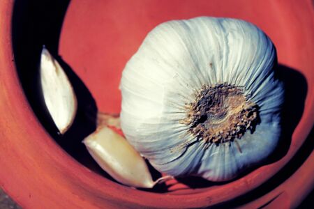 Garlicの写真素材