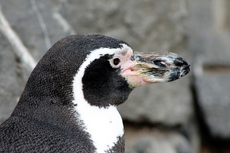 Photo with closeup penguin headの写真素材