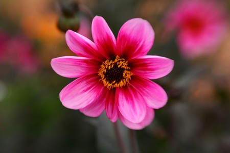 Pink flower