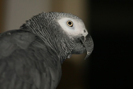 Photo with big gray parrotの写真素材